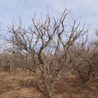 حرس انواع درخت به صورت حرفه ای