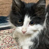 گربه|گربه|ارومیه, |دیوار