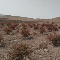 فروش  چاه کشاورزی دربست