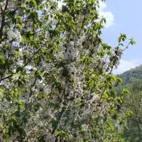 باغ گیلاس زمین 6500متر بهر آسفالت|فروش دفتر صنعتی، کشاورزی، تجاری|قزوین, |دیوار