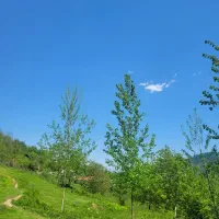زمین کلنگی