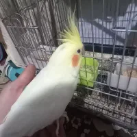 ۴عدد عروس هلندی کاملا رام ودستی