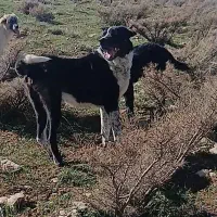سگ نر