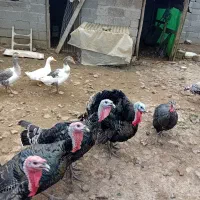 فروش بقلمون ۷ماهه
