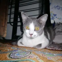 واگذاری گربه ۳ساله نر عقیم شده سالم