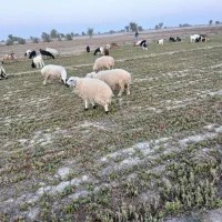 میش وبره وکهره