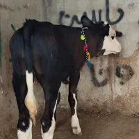 گوساله ی ۴ ماهه مونت بیلیارد