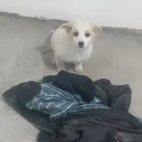 پانی سگ ازپامر