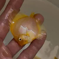 دیسکس|ماهی|اصفهان, شمس آباد|دیوار