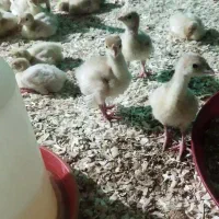 جوجه بوقلمون بیوتی|حیوانات مزرعه|سبزوار, امیر کبیر|دیوار