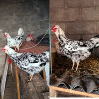 تخم نطفه دار گلین لری