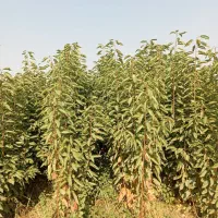 نهالونهالستان شناسه دار گیلاسی|خدمات باغبانی و درختکاری|گلبهار, نوبهار|دیوار