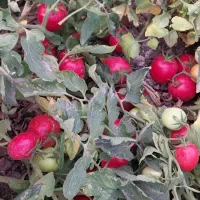 گوجه درجه 1