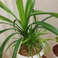 گل پاندانوس|گل و گیاه طبیعی|مشهد, مشکینی (شهرک غرب)|دیوار