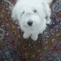 سگ پاپی|سگ|تربتحیدریه, شهرک ولیعصر|دیوار