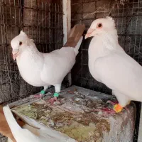 کبوتر دم زرد ، کبوتر دم سرخ ، کبوتر دم کِرِم|پرنده|مشهد, شهرک ابوذر|دیوار