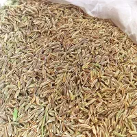 زیره سبز
