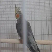 یک عدد عروس هلندی نر جوان