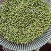 ماش|خوردنی و آشامیدنی|ایلام, |دیوار