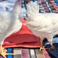 جوجه خروس دوماه