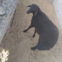 ۱۴ عدد بره  ۳۵ کیلویی