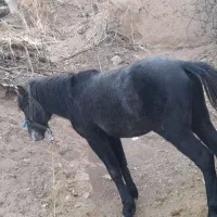 اسب|اسب و تجهیزات اسبسواری|خلخال, |دیوار