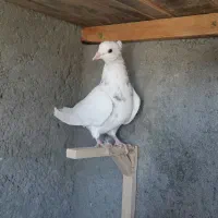 تابلو فرش ک ب و ت ر ی|تابلو فرش|فردوس (خراسان), |دیوار