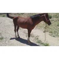 اسب نریون 4قلم سفید