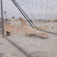 پلنگ.زرد|پرنده|رفسنجان, |دیوار