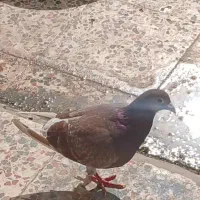 کبوتر نر خارجی آهنی پلاک دار