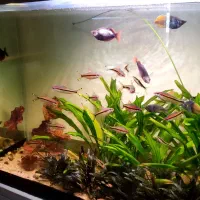 ماهی رد لاین