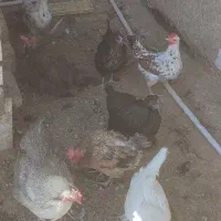 مرغ تخم کن خونگی