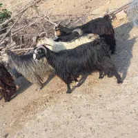 ۵ عدد بز ۱ تیشتر نر|حیوانات مزرعه|لالی, |دیوار