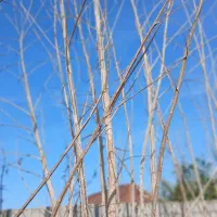 نهال سنوبر|گل و گیاه طبیعی|آستانه اشرفیه, |دیوار