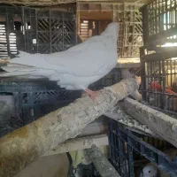 کبوتر نر خال پیس|پرنده|شاهین دژ, |دیوار