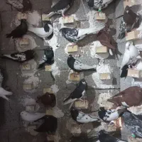 دسته کبوتر رنگی|پرنده|آبپخش, |دیوار