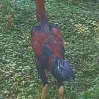 لاری ۵ماهه|حیوانات مزرعه|لوندویل, |دیوار