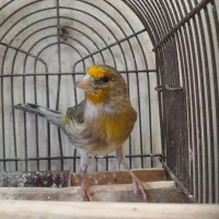 سهره قناری مست مست