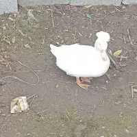 ۴ عدد اردک کاکلی نژاد دار.کاکل درشت وزیبا|حیوانات مزرعه|آستانه اشرفیه, |دیوار