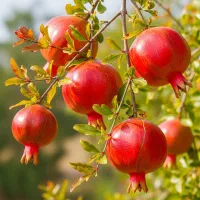 نهـال صـنوبــر صنعتی سریعترین مسیر به درآمد نجومی|خدمات باغبانی و درختکاری|مریوان, |دیوار