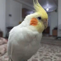 عروس هلندی نر