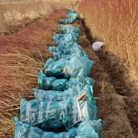 نهال بادام بازار پسند|خدمات باغبانی و درختکاری|کاشان, اسدآباد|دیوار