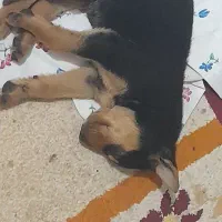 واگذاریه توله میکس پدرژمن مادرپیتبول