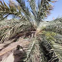قطع نخل برش نخل درخت دیمیت مخ رایگان|خدمات باغبانی و درختکاری|بوشهر, |دیوار