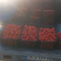 گوجه سبدی ۲۵۰