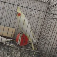 دوعدد عروس هلندی جوان زیبا