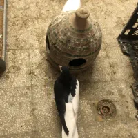 یه جفت ساده و یه جوجه زاغ