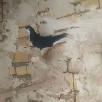 سلام به عشقبازان عزیز ۳تا کفتر سیاهپوش