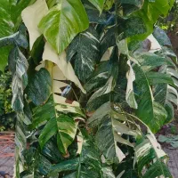 گلخانه و گلفروشی نوشاد