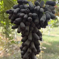 نهال انگور|گل و گیاه طبیعی|کرمان, |دیوار